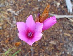 Image result for Dierama formosum/plowesii intermediates