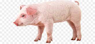 By agc indonesia kamis, 12 juli 2012 add comment. Babi Liar Babi Umum Warthog Gambar Png