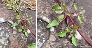 Image result for Aeollanthus suaveolens