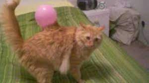 Static Electricity Cat Youtube