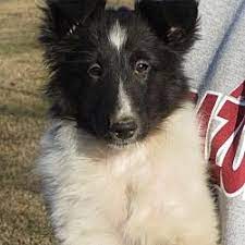 Pictures Of Mark A Sheltie Shetland Sheepdog For Adoption In Allentown Pa Who Needs A Loving Home Shetland Sheepdog Blue Merle Shetland Sheepdog Sheepdog