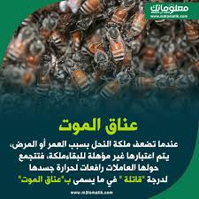 ملكة النحل