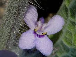 Image result for Mesosphaerum suaveolens