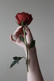 Love rose 4504718 wallpaper for free top hd widescreen pics. 350 Romantic Rose Pictures Hq Download Free Images On Unsplash