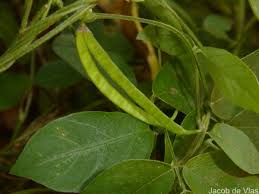 Image result for Teramnus labialis