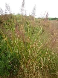 Image result for Chrysopogon