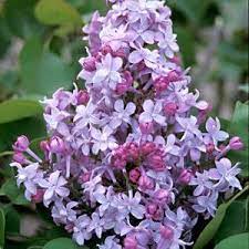 Syringa Evangeline Buy Lilac Shrubs Online Partial Shade Flowers Lilac Lilac Plant