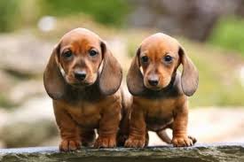 Image result for jezevčík hladkosrstý