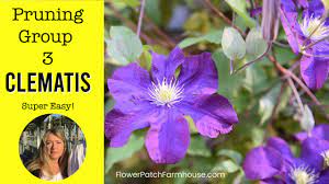 Do this to delay its heavy. Pruning Group 3 Clematis Update On My Group 2 As Well Youtube