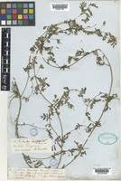 Image result for Kotschya aeschynomenoides