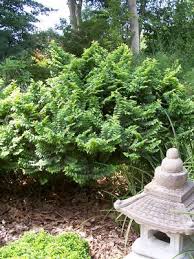 Image result for Ulmus parvifolia