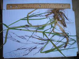 Image result for Panicum subalbidum