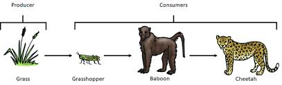 Arrow shows transfer of energy from one organism to another in a sequence. Food Chain Key Stage Wiki