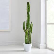 Most cacti feature thick photosynthetic stems and leaves that are modified as spines. Faux Potted Cactus Plant