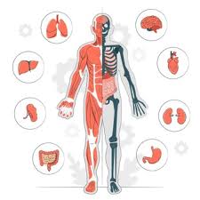 Muscles of the human body. Free Vector Human Body Systems Educational Kids Illustration