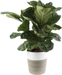 12 best indoor trees large floor plants for a bold statement apartment therapy. Amazon Com Costa Farms Live Ficus Lyrata Fiddle Leaf Fig Indoor Tree 2 Feet Tall Ships In Decor Planter Fresh From Our Farm Everything Else
