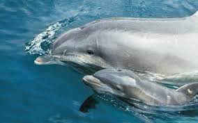 Dolfinarium Harderwijk Offnungszeiten Und Preise Kunst Und Architektur Einzigartige Kunst Nadelwald
