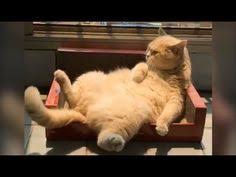 Gambar kucing persia lucu dan imut ala model kini. 27 Ide Kucing Lucu Kucing Lucu Kucing Binatang