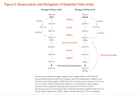 Essential Fatty Acids Linus Pauling Institute Oregon