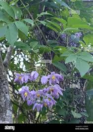 Image result for Solanum seaforthianum