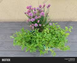 Browse 291,167 violet flower stock photos and images available, or search for blue violet flower or violet flower isolated to find more great stock photos and pictures. Chives Purple Violet Image Photo Free Trial Bigstock