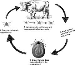 Keter unity xl patio storage 78 gal. An Insight Into The Ecobiology Vector Significance And Control Of Hyalomma Ticks Acari Ixodidae A Review Sciencedirect