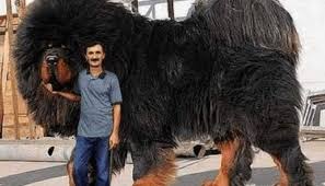 Mastif Tibetan Cel Mai Mare Si Cel Mai Scump Caine Din Lume Big Dog Breeds Huge Dog Breeds Huge Dogs