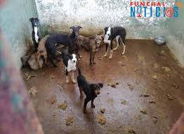 Cavaleiro joão moura arrisca dois anos de prisão por maltratar cães. O Cavaleiro Tauromaquico Joao Moura Foi Detido Por Suspeitas De Maus Tratos A Animais Foram Feitas Buscas A Sua Herdade Em Monforte La Foram Encontrados 18 Caes Subnutridos Um Deles Ja