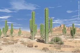 Cactus lose very little water through transpiration. Plant Adaptations To Transipiration Free Zimsec Cambridge Revision Notes