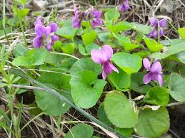 Image result for Viola eminii