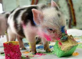 These are the same types of. 20 Funny Animals Eating Pictures