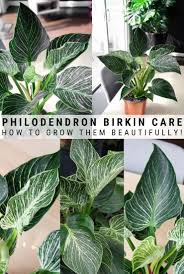 How To Care For Your Beautiful Philodendron Birkin In 2020 Philodendron Philodendron Care Variegated Plants