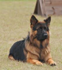 Why buy a german shepherd dog puppy for sale if you can adopt and save a life? Long Coat German Shepherd Puppies For Sale In Illinois Long Coat German Shepherd German Shepherd Names Long Haired German Shepherd
