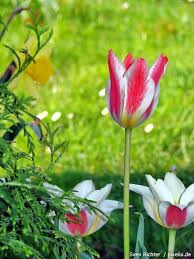 Freie kommerzielle nutzung keine namensnennung bilder in höchster qualität. Tulpen Pflege Pflanzen Dungen Schnitt