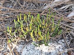 Image result for Selaginella shabaensis