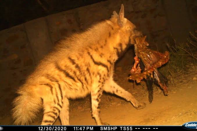 Scavenging hyenas save carcass disposal costs