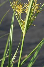 Image result for Cyperus distans