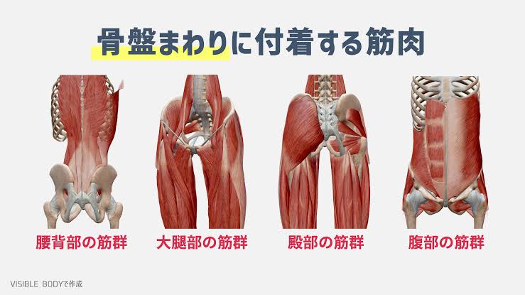 骨盤・腰部まわりの筋肉の付着と連動（AI 生成）