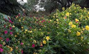 Check spelling or type a new query. Such Pretty Pests 4 O Clock Flower Steemit