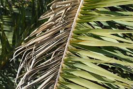 Maybe you would like to learn more about one of these? Lethal Palm Disease Found In New Orleans