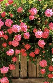 Pin By Karen Anne On Home Landscape Purple Climbing Roses Rose Seeds Climbing Roses