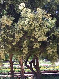 Image result for Melaleuca sp. A (Biegel 5741)