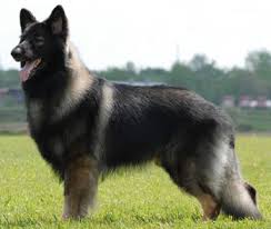 Shiloh shepherds are carefully selected for breeding and undergo thorough physical, genetic, and temperament testing prior to. Shiloh Shepherds What S Good About Em What S Bad About Em