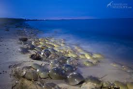 How To See A Zillion Horseshoe Crabs Spawning In The