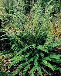 Image result for Blechnum punctulatum