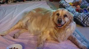 Check spelling or type a new query. Golden Retriever Dogs For Adoption