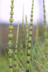 Image result for Equisetum ramosissimum
