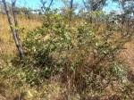 Image result for Xylopia odoratissima
