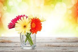 Gerbera Flower In Bengali Best Flower Wallpaper