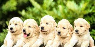 Collection of labrador puppies cute, labrador pics, if you are labrador lover, let follow @cutepestsz (cute pets) to see more pics about labrador puppies. 25 Essentials For Labrador Puppies Your Dog Advisor